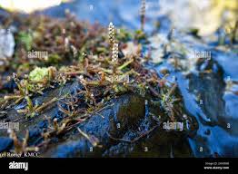 Image result for Hydrostachys