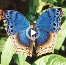 Pin En Lindos Tatuajes De Mariposas
