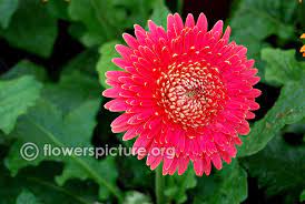 Common Name Pink Gerbera Daisy Germini Botanical Name Gerbera Hybrida Family Asteraceae Order Asterales Origin N Gerbera Daisy Gerbera Ornamental Plants