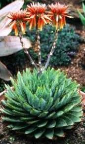 Image result for Aloe welwitschii