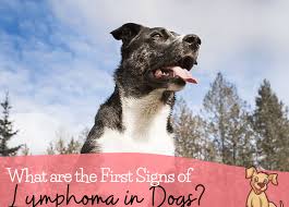 The first symptom that dogs with multicentric lymphoma usually show is swollen lymph nodes. What Are The First Signs Of Lymphoma In Dogs Keep The Tail Wagging