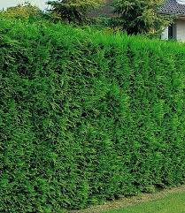 12 Garden Hedge Plants For Privacy Matchness Com Garden Hedges Privacy Plants Privacy Landscaping
