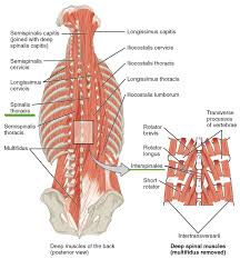 This group also includes the suboccipital muscles of the neck. Intrinsic Back Muscles Anatomy Of The Torso Medical Library
