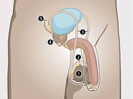 What are organs of the human body? Man S Internal Sexual Organs Zanzu