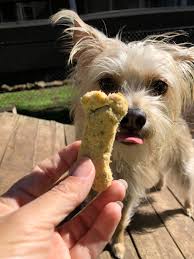Keto Fishy Dog Treats High In Protein Low In Carbs Omega 3 In 2020 Dog Treats Animal Companions Fishy