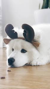 Samoyed Panosundaki Pin