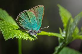 We did not find results for: Hidden Meanings And Symbolism Behind A Green Butterfly