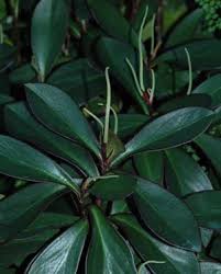 Image result for Peperomia molleri