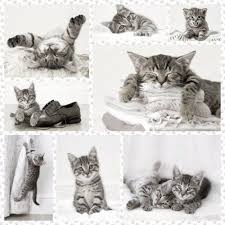 Schmidt Puzzle 1000 Parca Kittens Urunu Ozellikleri Ve En Uygun Fiyatlari N11 Com Da Schmidt Puzzle 1000 Parca Kittens 1000 Parca Puzzle Schmidt Puzzle Kedi
