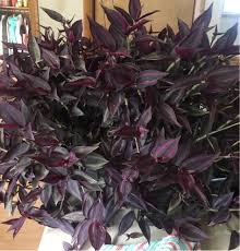 If light is not sufficient it may develop some leggy stems. Why Is The Purple Becoming A Dingy Green On My Wandering Jew Gardening Landscaping Stack Exchange