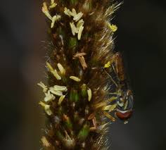 Image result for Eriochrysis