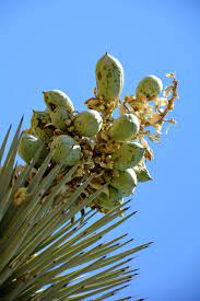 Joshua tree national park sits at the extreme southern edge of the joshua tree's range, and so there weren't any moths there, either, and few flowers. Joshua Tree Fruits Native Food But Protected Plant Illegal To Harvest Edible Wild Plants Native Foods Wild Food