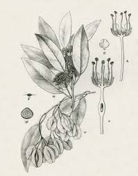 Image result for Pteleopsis anisoptera