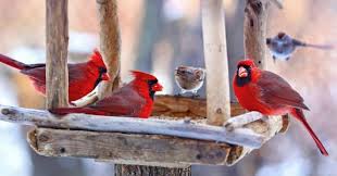 Cardinal nesting shelter birdhouse plans. Welcome Spring With These Super Cute Homemade Bird Feeders And Birdhouses