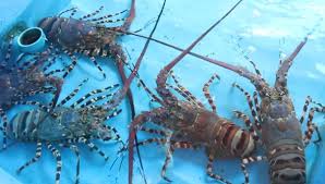 Cara Budidaya Lobster Air Tawar Di Aquarium Agar Panen Melimpah