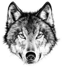 drawing wolf angry art 26 ideas wolf face wolf face drawing wolf head drawing