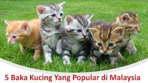 Maybe you would like to learn more about one of these? Lima Baka Kucing Yang Popular Di Malaysia Youtube