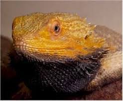 Black Bearded Dragon For Sale Uk If Your Bearded Dragon Has A Black Or Dark Beard It Means That Something Isn T Right Learn More About Bearded Dragon Bearded Dragon Care Bearded Dragon Tank
