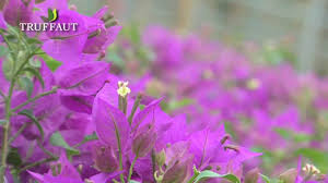 Vous n'imaginez pas tout ce. Presentation Et Entretien Du Bougainvillier Jardinerie Truffaut Tv Youtube