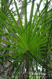 Image result for Aristida stenostachya