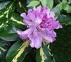 Plant Descriptions Rhododendron Plants Rhododendron Plant