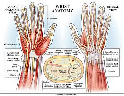 The extensor tendons are held in place by the extensor retinaculum. Wrist Anatomy New York Ny Handsport Surgery Institute
