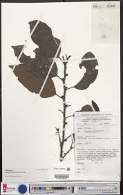 Image result for Strombosiopsis tetrandra