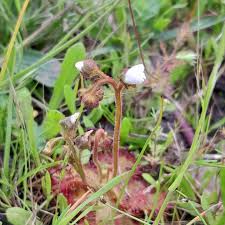 Image result for Droseraceae