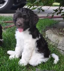 Black And White Parti Aussiedoodle This Labradoodle Is Two Toned I Have Goldendoodles And Labradoodles Are Just As Adorable And Just As Friendly Doodles Labradoodle Puppy Labradoodle Puppies