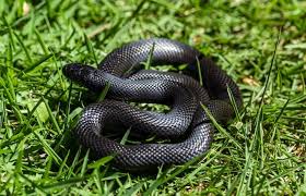 Rothacker runs the forgotten friend reptile sanctuary in pennsylvania, and said snakes trying to eat themselves is unusual but not. Mexican Black Kingsnake Care Sheet And Husbandry Tips Everything Reptiles