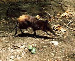 Image result for Rhynchotropis