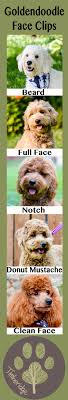 Print this free cockatoo coloring sheet and craft your own animal coloring book. 210 Mini Goldendoodle Ideas In 2021 Goldendoodle Mini Goldendoodle Puppies