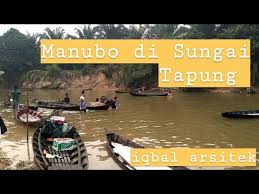 Ikan bubara (caranx sp) terlihat terjebak di sungai tersebut dalam jumlah yang banyak. Manubo Di Sungai Tapung Petapahan Youtube
