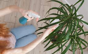 Dracaena white jewel драцена вайт джевел #драцена #day_plantgram #draecena #первыйрастительный. Dracaena Dracaena Marginata Plante D Interieur Depolluante Culture Entretien
