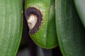 Image result for puklice na orchideích obrázek