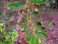 Image result for Bridelia micrantha