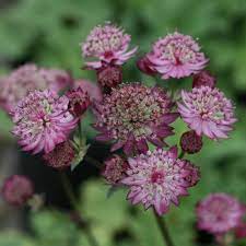 Astrantia star of fire is prized for fresh or dried floral arrangements. Astrantia Star Of Fire Lincoln