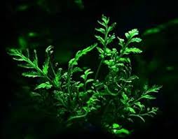 Image result for Nymphaea heudelotii