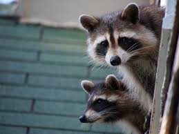 We want to help our neighbors live and. Budget Pest Control Spray Service 355 Opal Cir Idaho Falls Id Garden Centers Mapquest