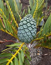 Image result for Encephalartos schmitzii