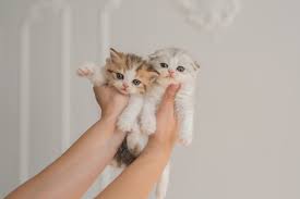 Cute little kitten on white background, illustration. Premium Photo Two Cute Little Fold British British Kittens In The Arms Of A Man On A White Background