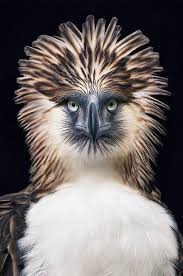 Birds Of Prey Animals List A Photographer Spent Two Years Photographing Animals That May Soon Be Extinct In 2020 Animals Beautiful Philippine Eagle Rare Animals