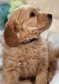 Goldendoodles Teacup Goldendoodle Puppies Precious Doodle Dogs Goldendoodle Puppy Puppies Dog Boarding Near Me