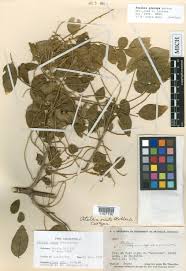 Image result for Ateleia herbert-smithii