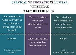 Difference Between Cervical Vs Thoracic Vs Lumbar Vertebrae Comparison Summary Vertebrae Thoracic Cervical