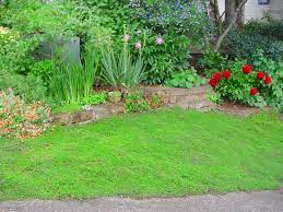 Plant a cover crop after harvest, about four weeks before the first hard frost, and then till it into the ground in late winter or early spring. Replace Your Lawn With These Groundcovers Hgtv