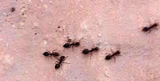 Reasons Ants Infest Your Bathroom Masters Pest Control Sydney