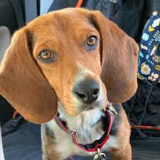 Established in 1991, aecnf was established to provide after. Atlanta Beagle Rescue Home Facebook