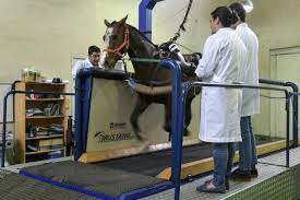 How many days would you like to stay in argentina? Argentine Polo Turns To Genetics To Produce Champions