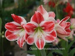 The striking flowers of the christmas cactus bloom like clockwork around the holidays. How To Grow Amaryllis Bulbs Forcing Amaryllis Care Tips Picture Amaryllis Care Amaryllis Flowers Christmas Plants